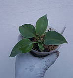 Хоста Блю кадет, Hosta Blue Cadet, фото 3