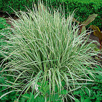 Вейник остроцветковый злаки декоративные саженцы в контейнерах Calamagrostis acutiflora