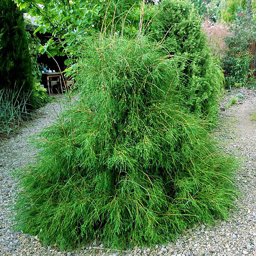 Саджанці Туї західної Філіформіс (Thuja occidentalis Filiformis) Р9