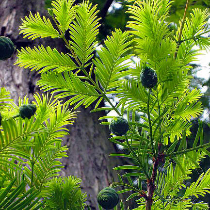 Мифтік жаратылыс Моршанамен жыныстық қатынас