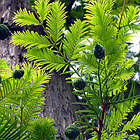 Саджанці Таксодіума (Болотний кипарис) Taxodium distichum Р9, фото 2