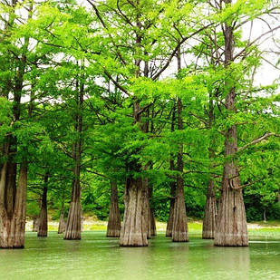 Саджанці Таксодіума (Болотний кипарис) Taxodium distichum Р9