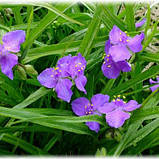 Традесканція садова багаторічна (Саджанці в контейнері), Tradescantia, фото 4