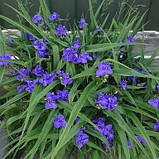 Традесканція садова багаторічна (Саджанці в контейнері), Tradescantia, фото 2