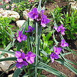 Традесканція садова багаторічна (Саджанці в контейнері), Tradescantia, фото 3