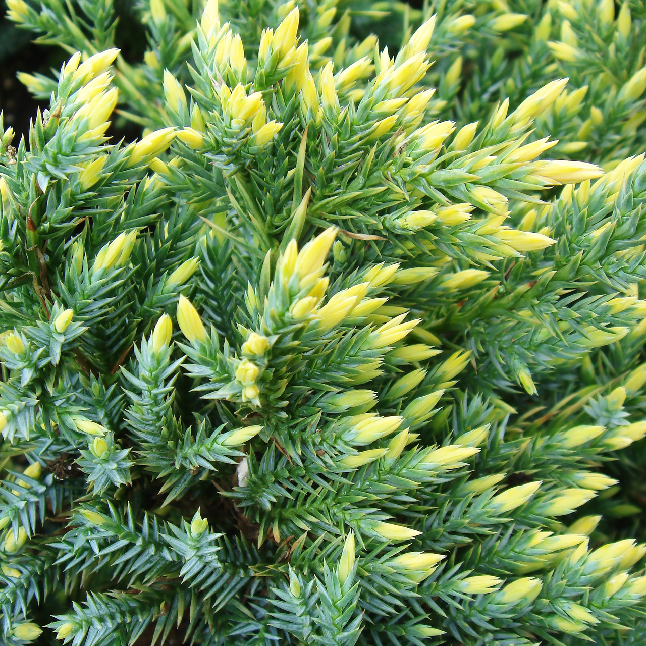 Саджанці Ялівцю лускатого Голд Тип, 4-х річний (Juniperus squamata Gold Tip) С3