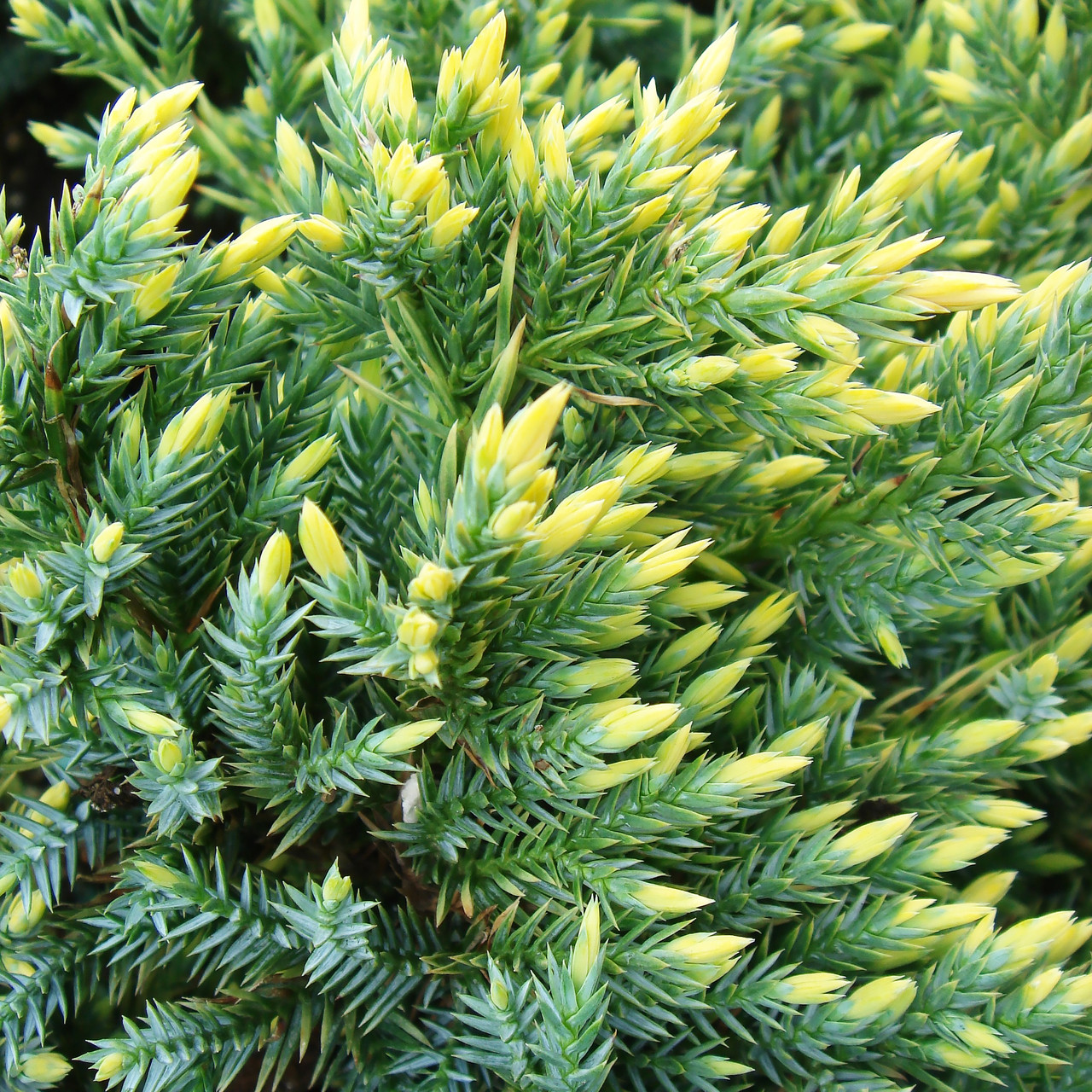 Саджанці Ялівцю лускатого Голд Тип (Juniperus squamata Gold Tip) Р9