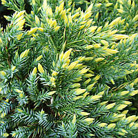 Саженцы Можжевельника чешуйчатого Голд Тип (Juniperus squamata Gold Tip) Р9