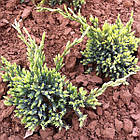 Саджанці Ялівцю лускатого Голд Тип (Juniperus squamata Gold Tip) Р9, фото 2