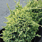 Саджанці Ялівцю лускатого Голд Тип (Juniperus squamata Gold Tip) Р9, фото 3