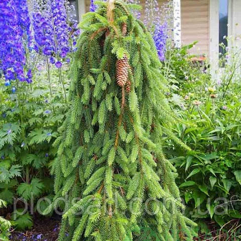 Ялина звичайна Інверса (Picea abies Inversa) 5 л