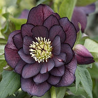 Морозник Пурпуровий Махровий (Helleborus Purple Double)