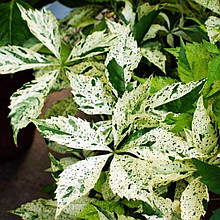 Виноград дівочий Стар Шауерс