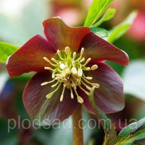 Морозник фарбувальний (Helleborus purpurascens)