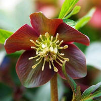 Морозник фарбувальний (Helleborus purpurascens)