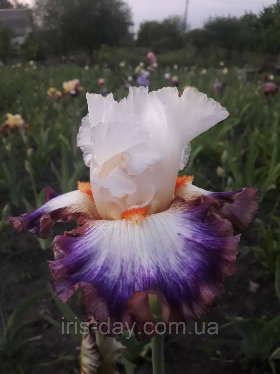 Ірис Paislay Print (Black 2019) (сажінки), фото 1