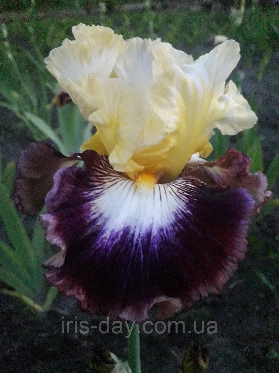 Ірис Meteorite Метеорит (Sutton 2016) (сажінки), фото 1