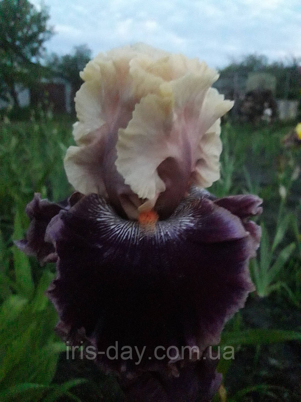 Ірис Shared Secrets Шарїд Секретс (Blyth 2004) (сажінки), фото 1