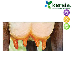 Засіб ЙОДЕРМ 5000 1кг для закриття молочного каналу після доїння KERSIA