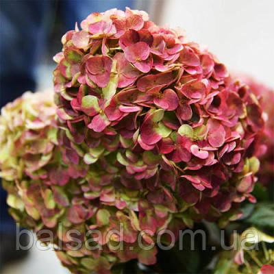 Гортензія волотиста Графіті / С5 / Hydrangea Graffiti, фото 1