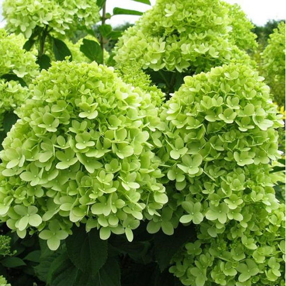 Гортензія волотиста Мохіто / С3 / Hydrangea paniculata Mojito