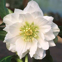 Морозник Белый Махровый (Helleborus Double White)