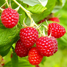 Саджанці ремонтантних сортів малини