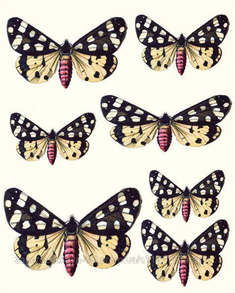 Метелики асорті 37 Вафельна картинка, фото 1