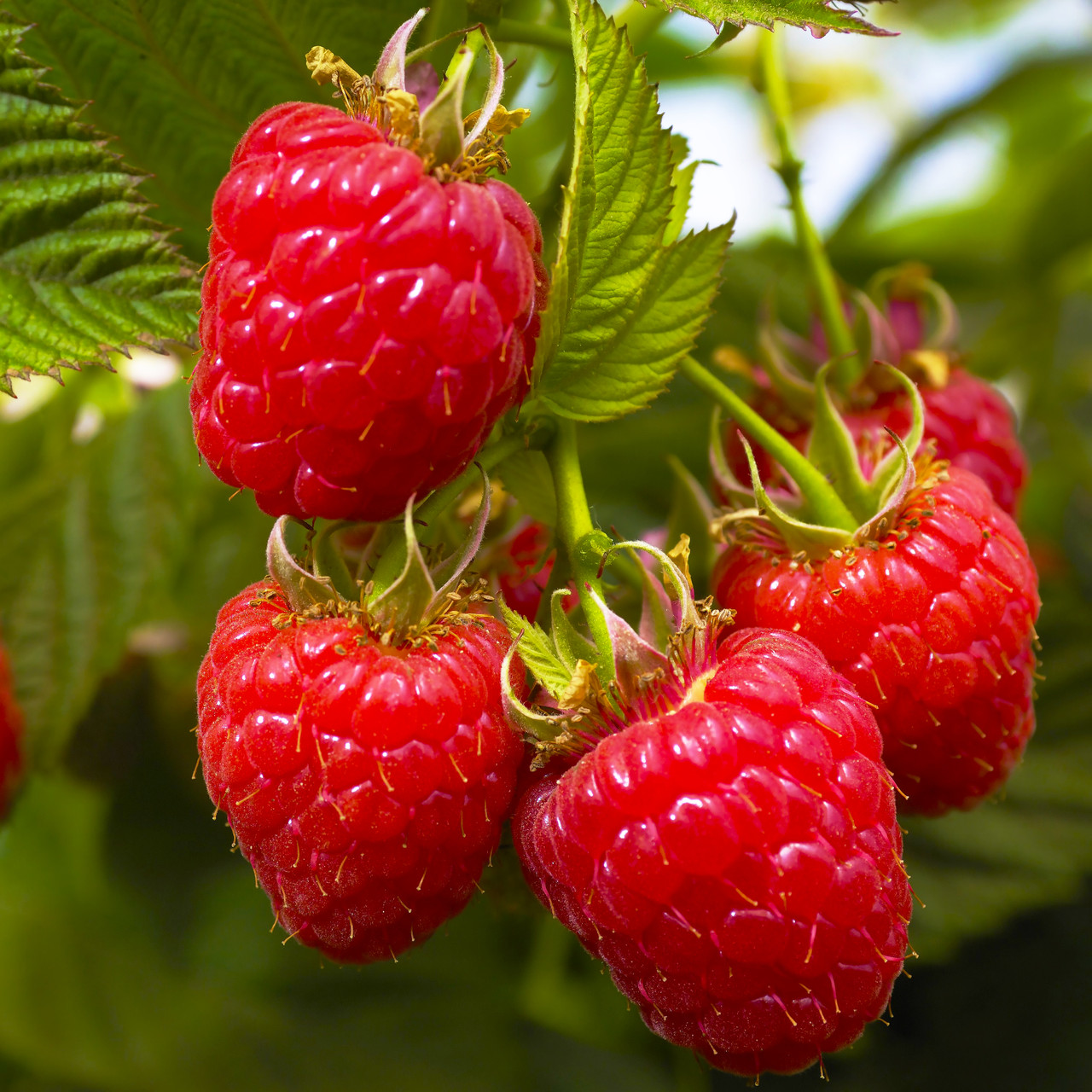 Саджанці ремонтантної малини Елегантна - урожайна, промислова, фото 1