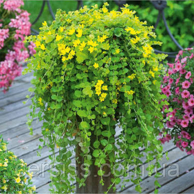 Вербейник монетчатий грунтопокрівна рослина в горщику Lysimachia nummularia