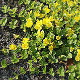 Вербейник монетчатий грунтопокрівна рослина в горщику Lysimachia nummularia, фото 3