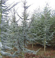 Кедр зливанський Глаука (Cedrus libani Glauca) 2 л