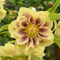 Морозник Еллоу Леді (Helleborus Yellow Lady)