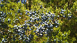 Ялівець віргінський насіння (20 шт) (Juniperus virginiana), фото 2