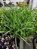 Насіння Подорожник Оленерогий мікрогрін бебі