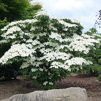 Дерен Коуза китайський (Cornus kousa chinensis) 7,5 л