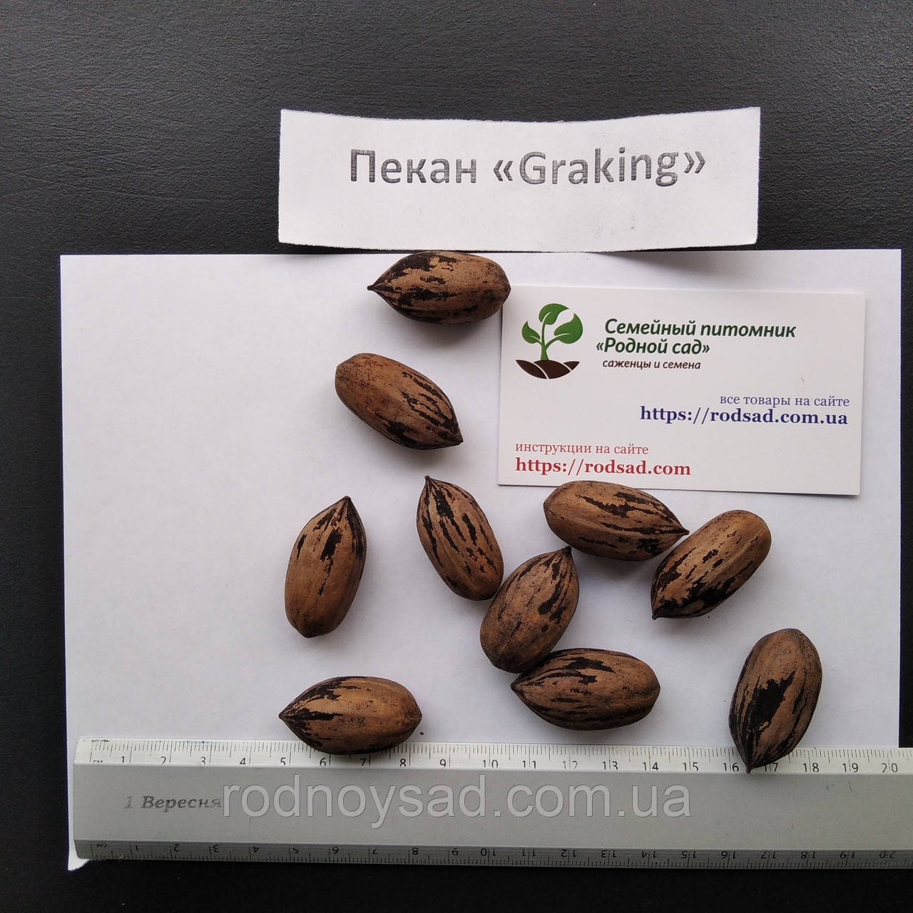 Пекан (10 штук) сорт "Graking" (ранній) насіння горіх карія для вирощування саджанців, фото 1