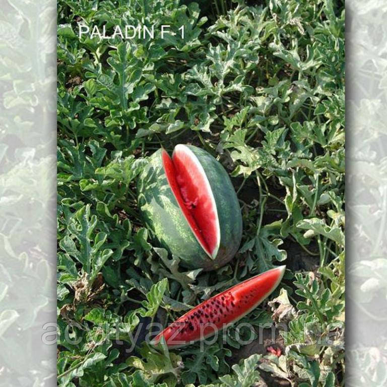 Насіння кавуна Паладин F1, 1000 насіння