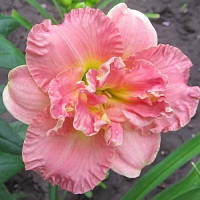 Лійник Lacy Doily кореневище/садженці