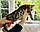 Дівчинка бенгал, (Без нашийника) ін. 17.03.2021. Бенгальські кошенята з вихованця Royal Cats. Україна, Київ, фото 9