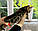 Дівчинка бенгал, (Без нашийника) ін. 17.03.2021. Бенгальські кошенята з вихованця Royal Cats. Україна, Київ, фото 4
