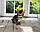 Хлопчик бенгал, (Синій нашийник) ін. 17.03.2021. Бенгальські кошенята з вихованця Royal Cats. Україна, Київ, фото 7