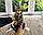 Хлопчик бенгал, (Блакитний нашийник) ін. 17.03.2021. Бенгальські кошенята з вихованця Royal Cats. Україна, Київ, фото 2
