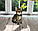 Хлопчик бенгал, (Блакитний нашийник) ін. 17.03.2021. Бенгальські кошенята з вихованця Royal Cats. Україна, Київ, фото 7