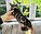 Хлопчик бенгал, (Блакитний нашийник) ін. 17.03.2021. Бенгальські кошенята з вихованця Royal Cats. Україна, Київ, фото 4