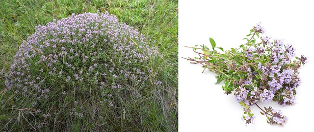 Тимьян обыкновенный