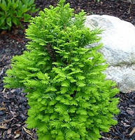 Таксодіум Болотний Taxodium distichum Pevé Yellow