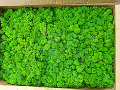 Зелений Стабілізований мох 1 кг фасування