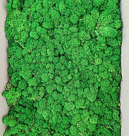Зелений скандинавський Стабілізований мох (ягель)  уп 500г