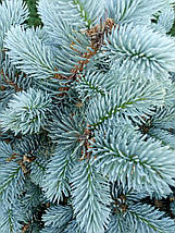 Ялина на штамбі Глаука Глобоза / h 95-110 / Picea Glauca Globosa, фото 3